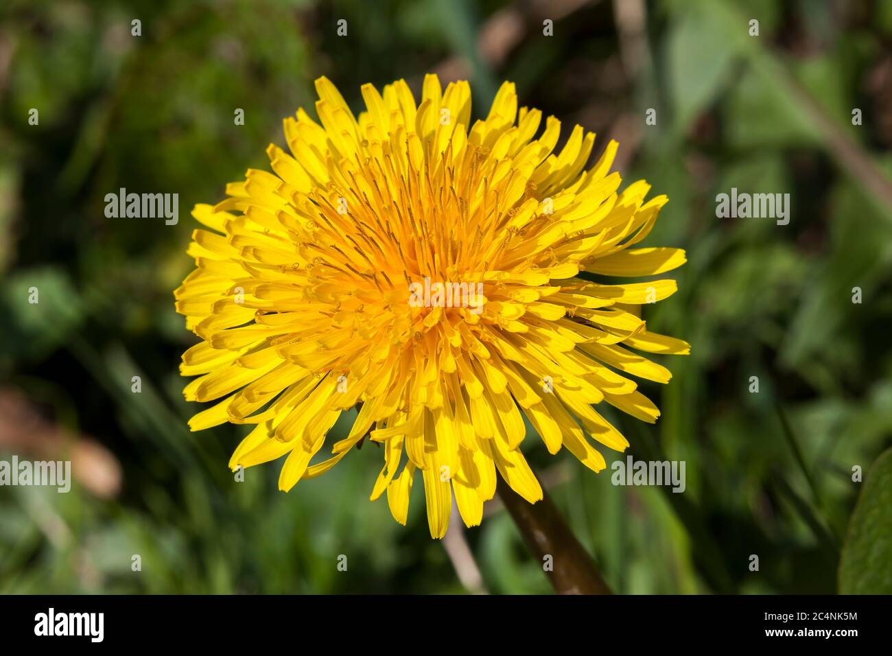 119 Stubborn Weed Images, Stock Photos, 3D objects, & Vectors