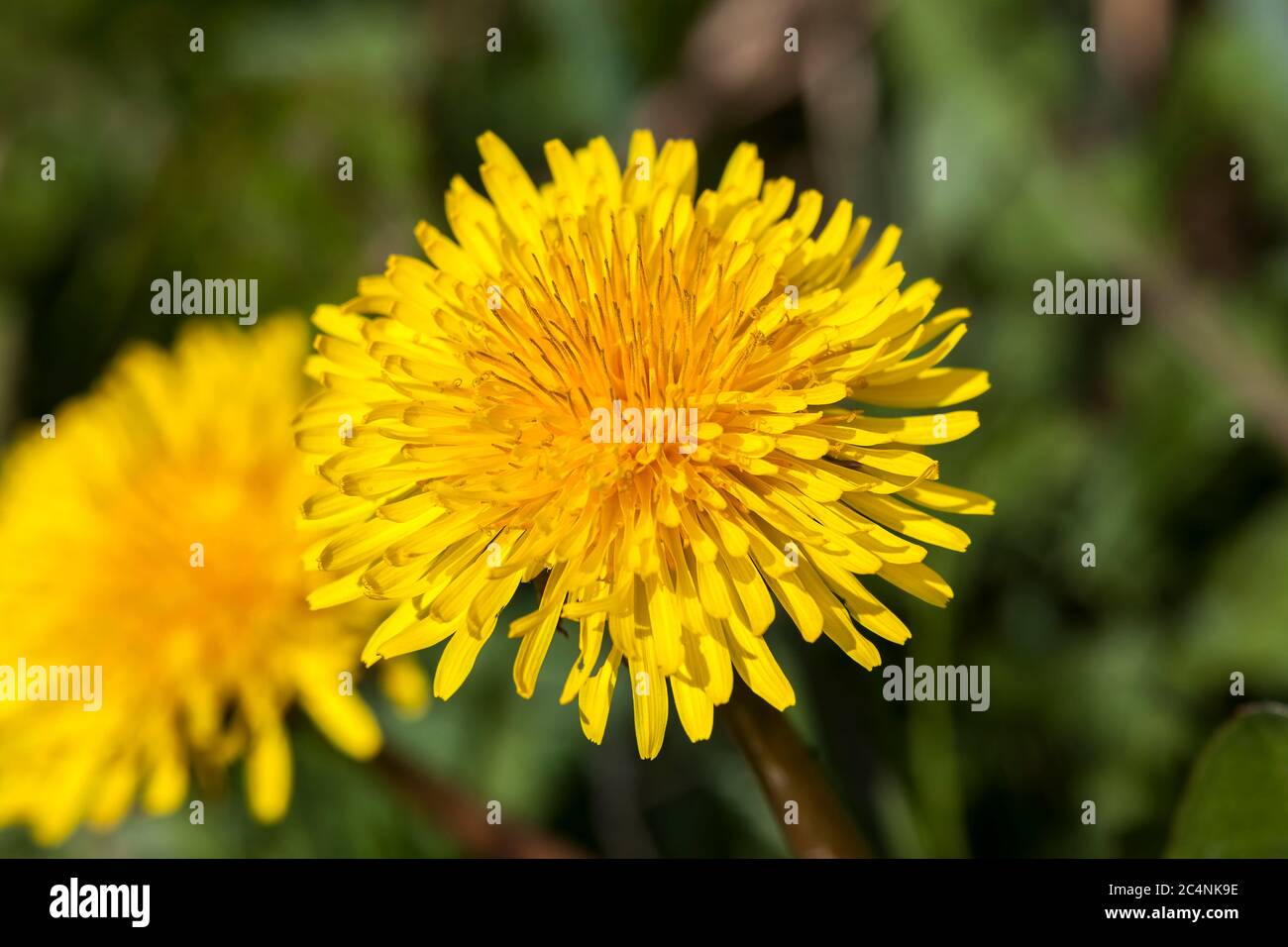 Stubborn Grass Weed On Field Stock Photo 2272647941