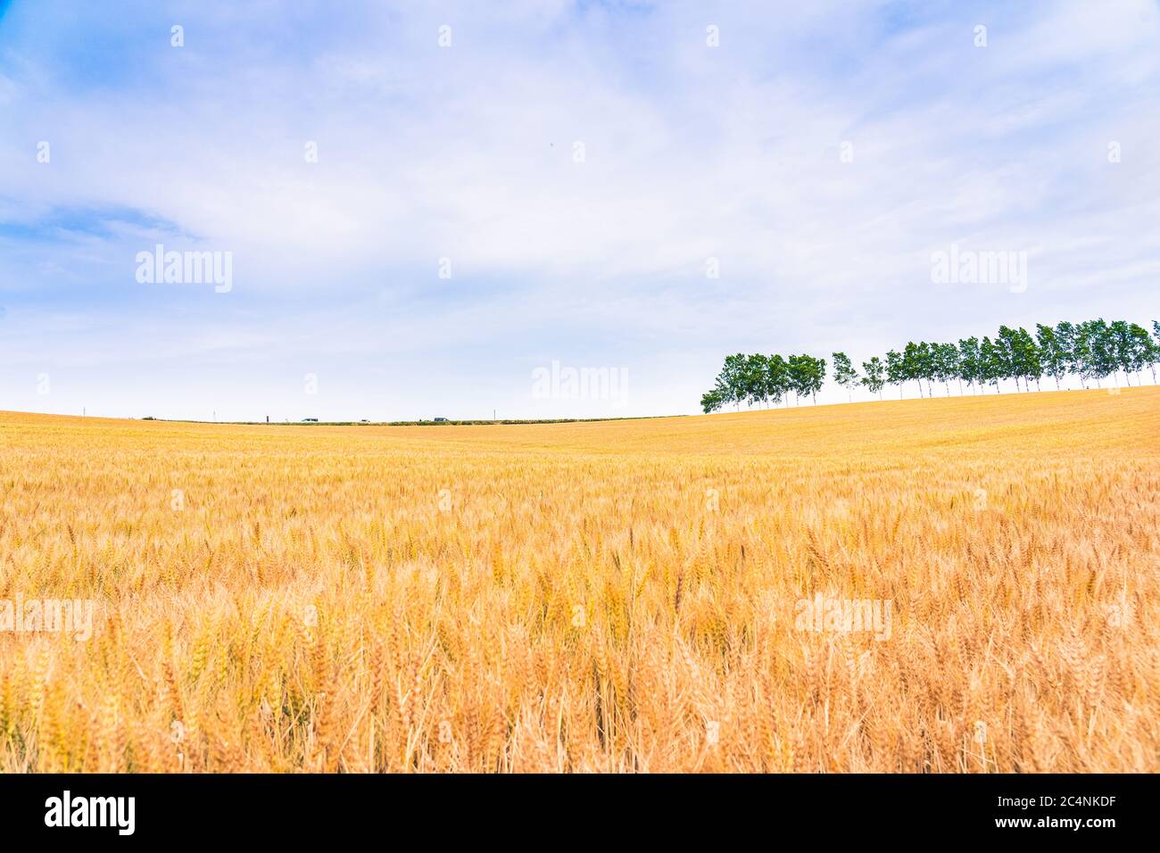 Barley golden fields and summer country side Scene background Stock Photo