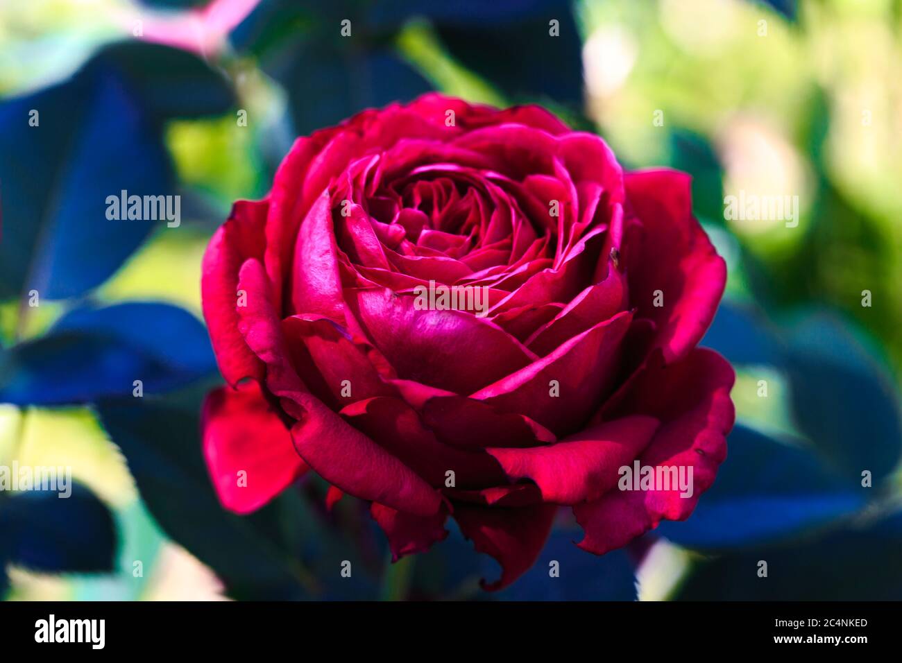 Bright red roses. Background of blooming roses flowers. Sunny natural ...