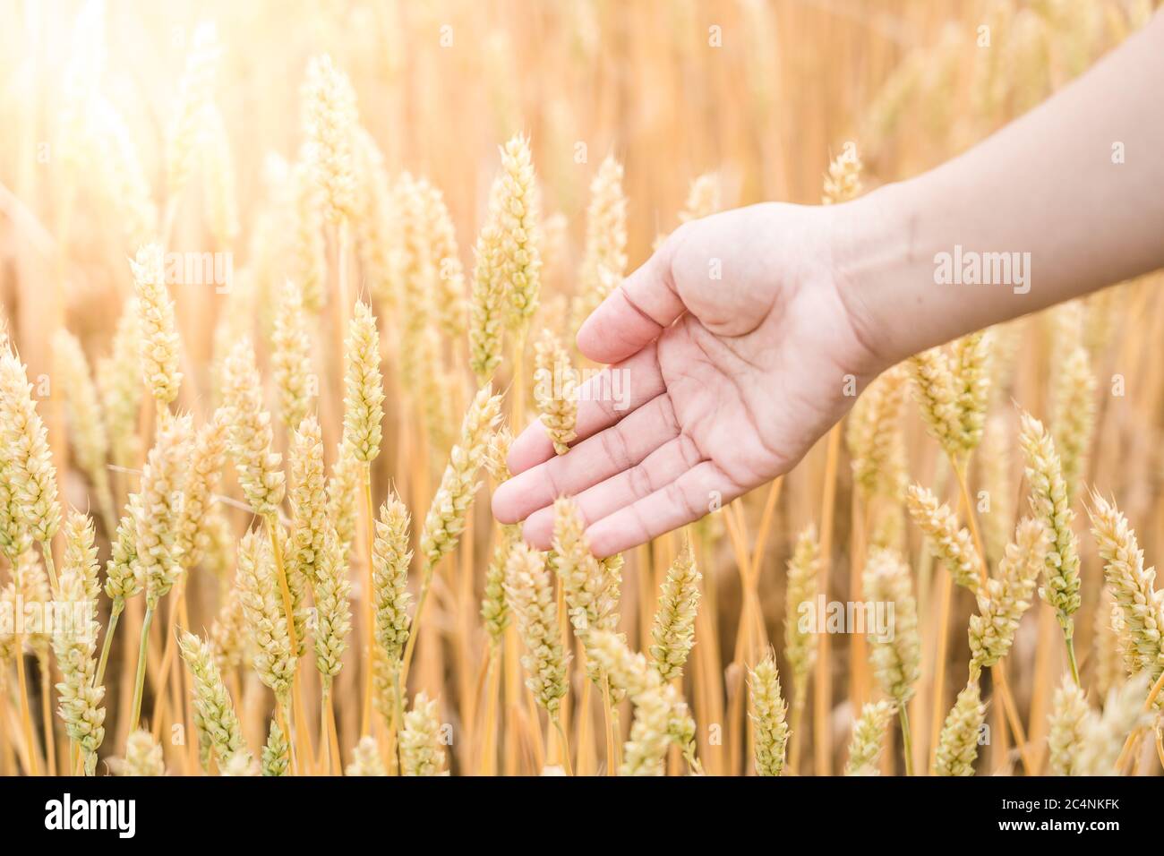 Barley golden fields and summer country side Scene background Stock Photo