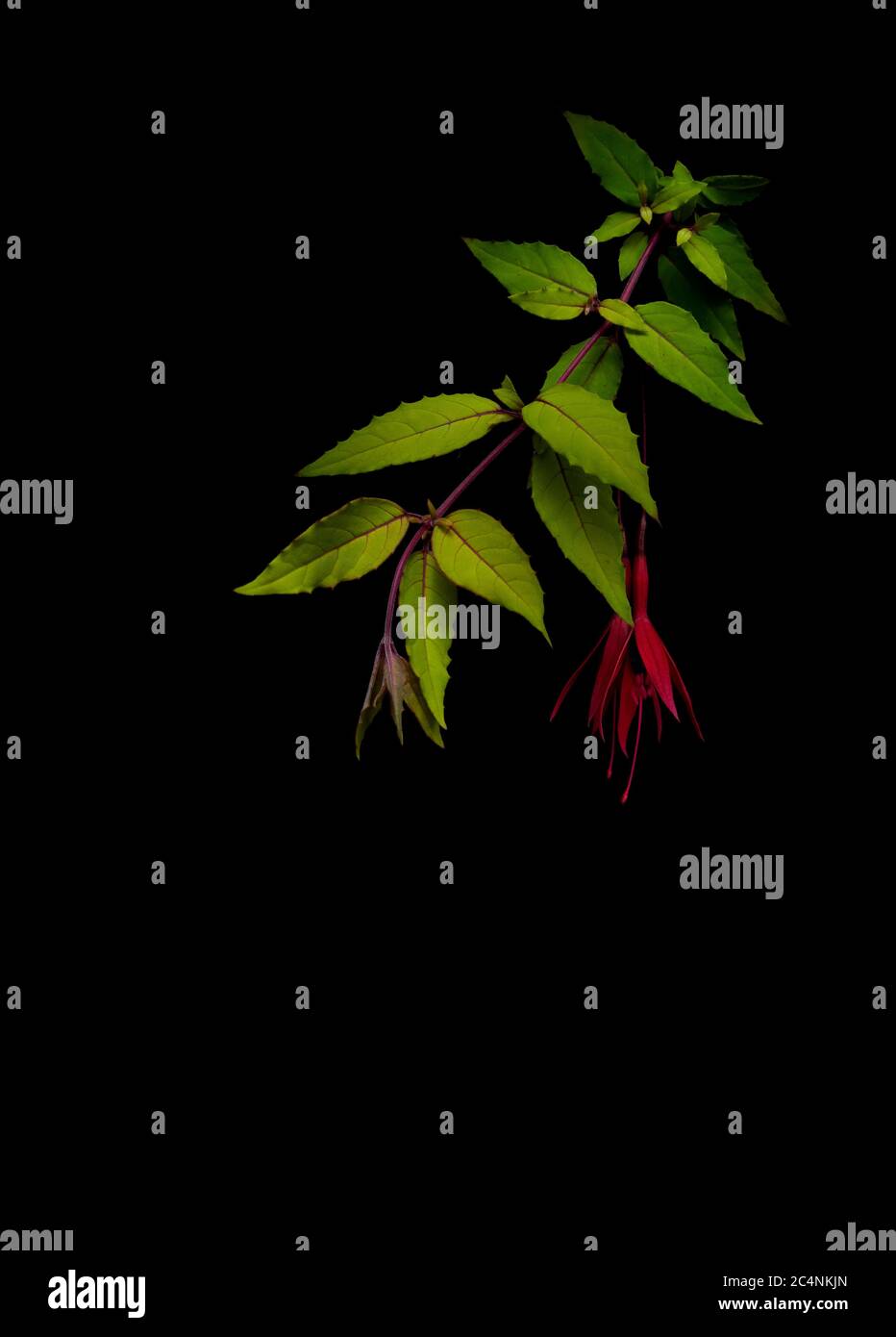 Fuchsia flower, light painted against black for dramatic effect and copyspace. Stock Photo