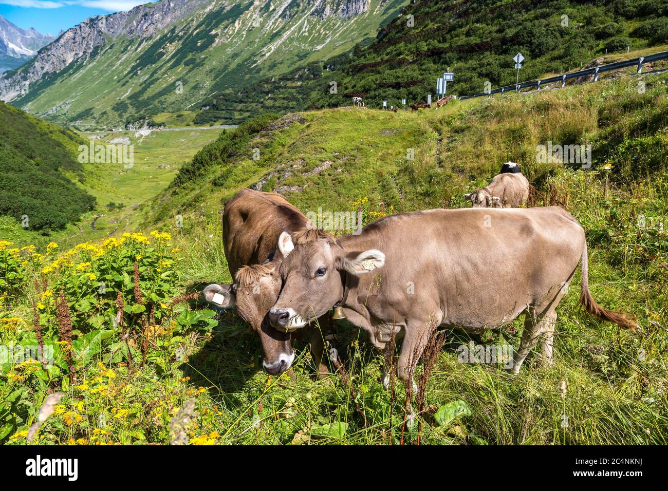 Cow switzerland aerial hi-res stock photography and images - Alamy