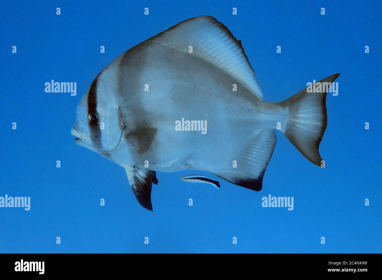 Batavia spadefish, Platax batavianus, and bluestreak cleaner wrasse, Labroides dimidiatus, Heron Island, Great Barrier Reef, Australia Stock Photo