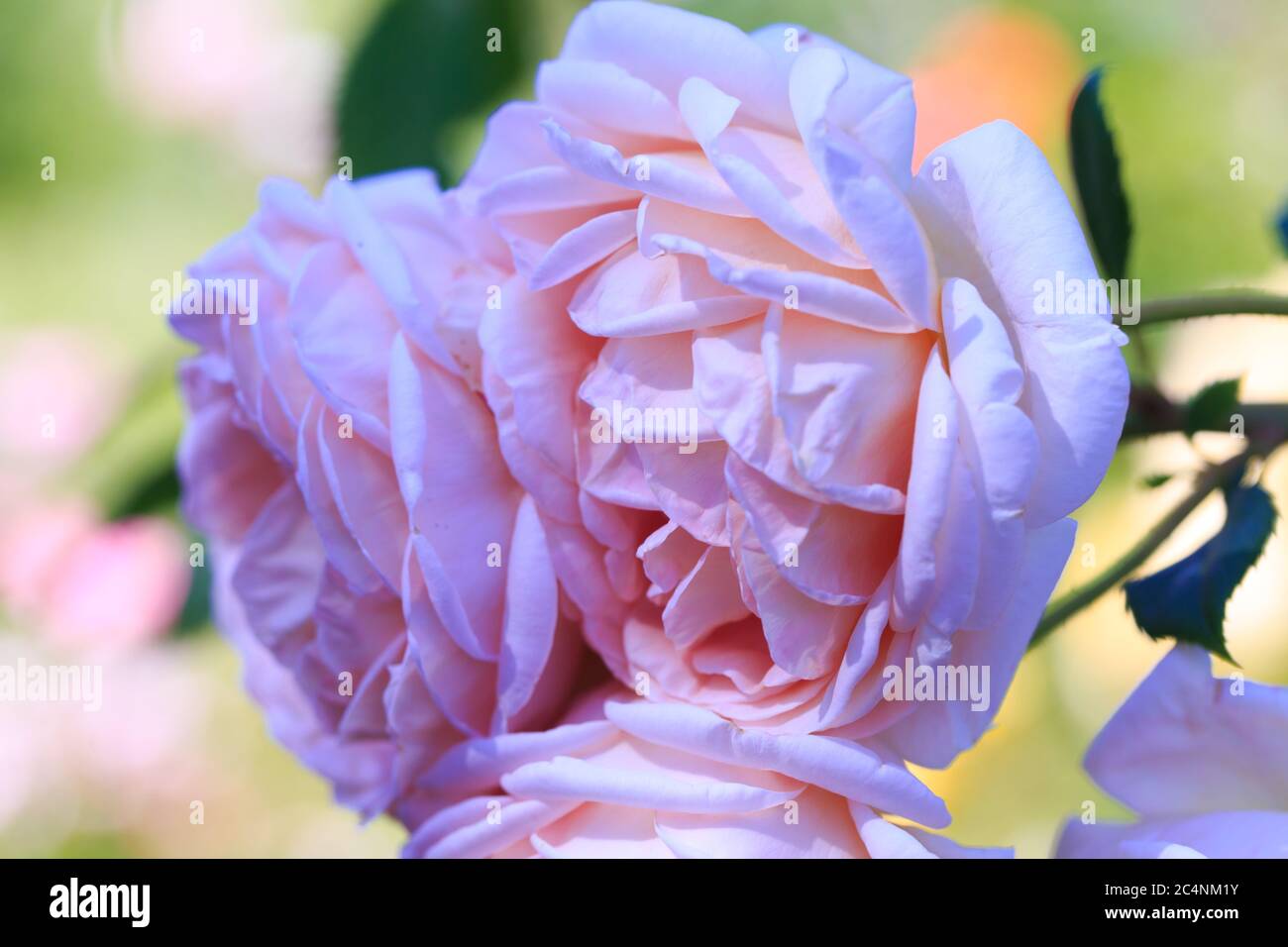 Roses. Delicate background with blooming rose flowers. Rose garden ...