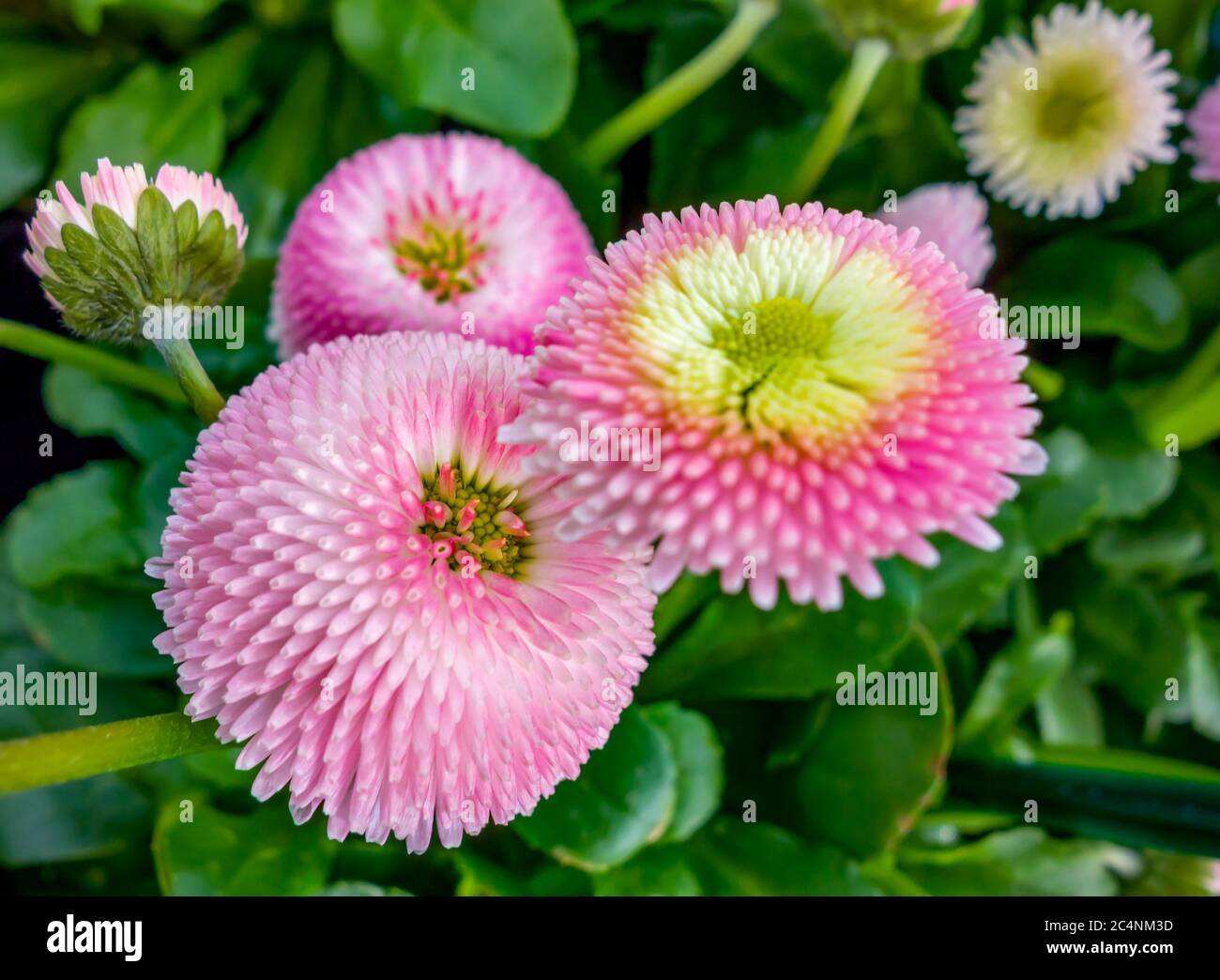closeup shot of some pink daisy flowers Stock Photo - Alamy