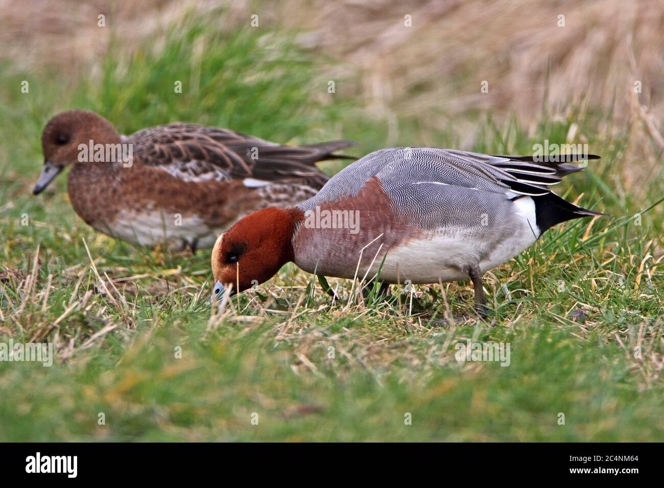 WIGEON, UK. Stock Photo