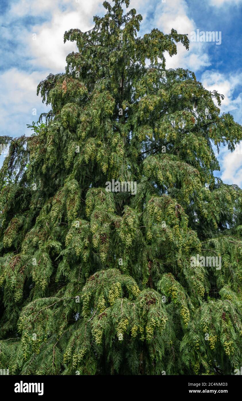Lawson cypress, Port Orford cedar (Chamaecyparis lawsoniana), South Tyrol, northern Italy Stock Photo