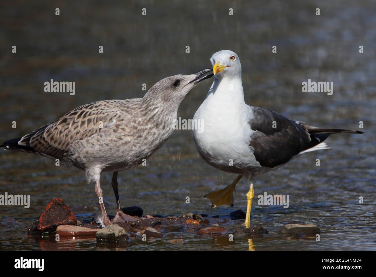 LESSER BLACK-BACKED GULL (Larus fuscus) immature seagull wanting to be fed taps adult's bill, Scotland, UK. Stock Photo