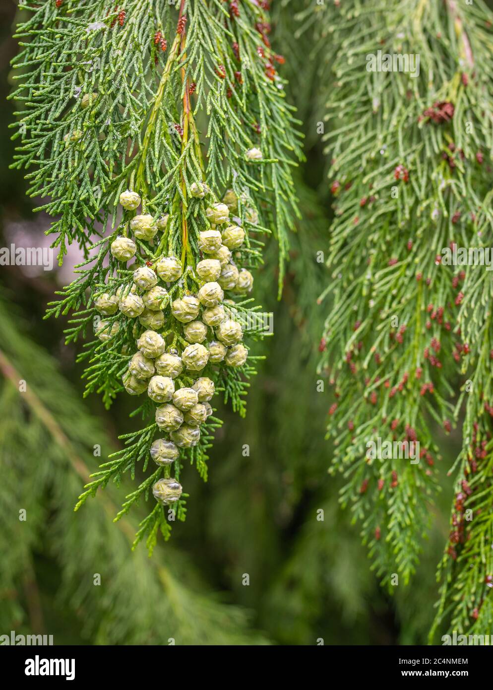 Lawson cypress, Port Orford cedar (Chamaecyparis lawsoniana), branch with mature female cones, South Tyrol, northern Italy Stock Photo