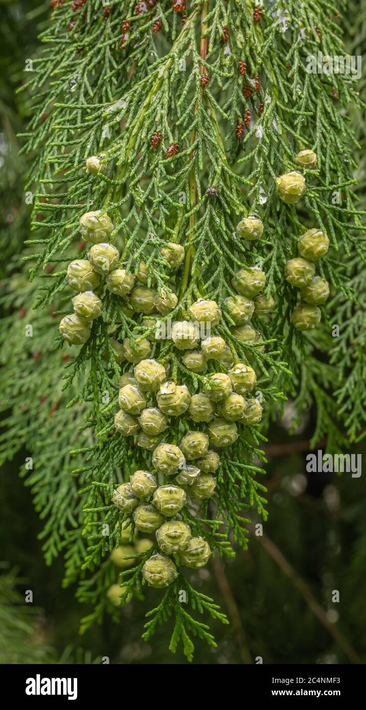 Lawson cypress, Port Orford cedar (Chamaecyparis lawsoniana), branch with mature female cones, South Tyrol, northern Italy Stock Photo