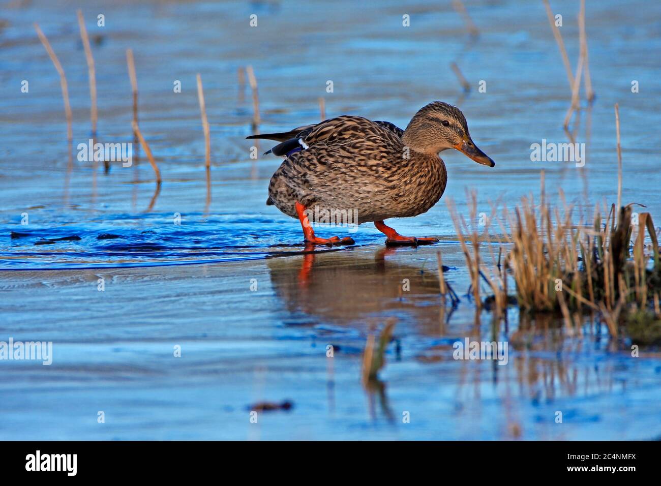 MALLARD (Anas platyrhynchos) female climbs onto the ice, UK. Stock Photo