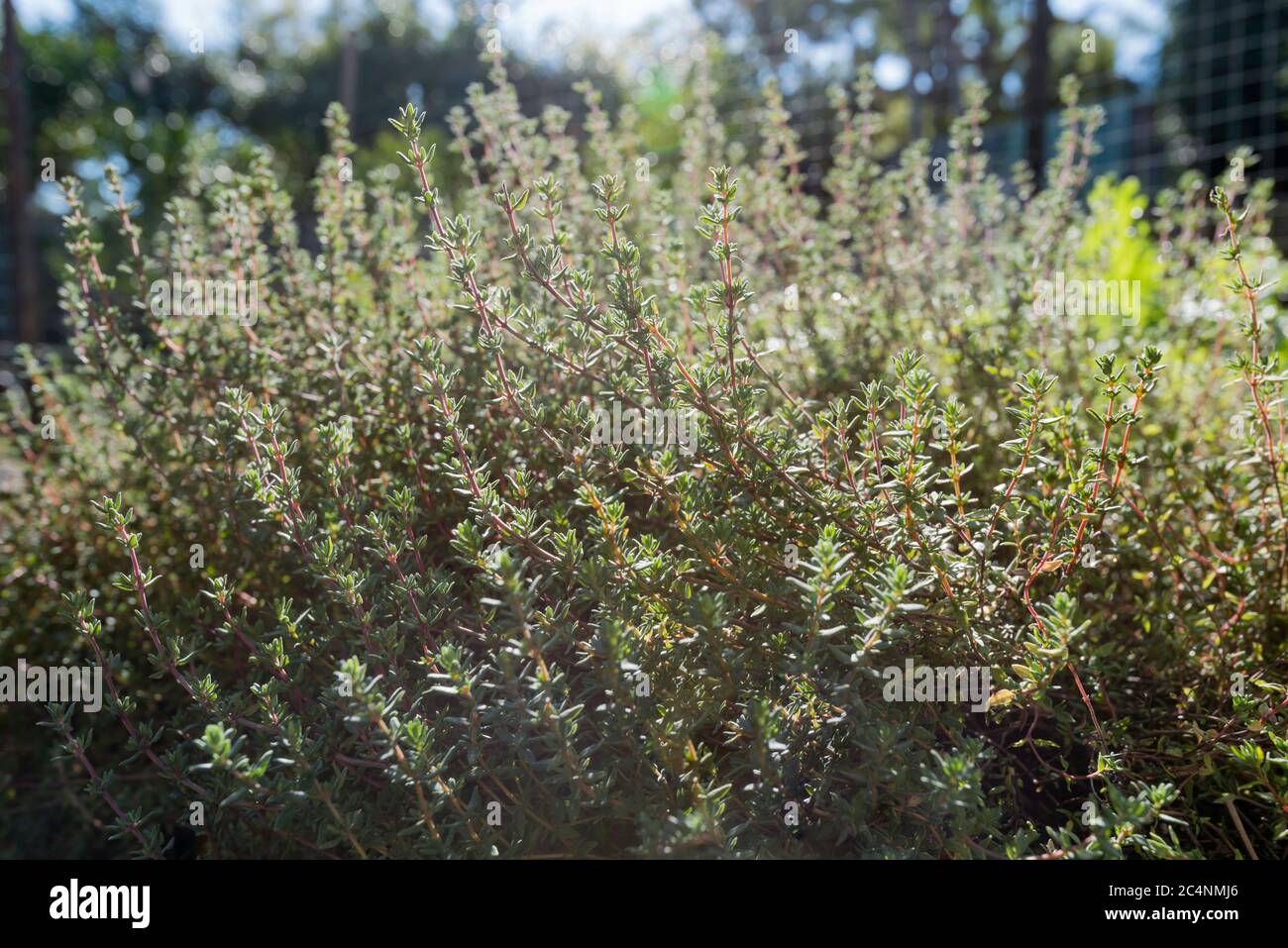 Thyme herb in sunshine hires stock photography and images Alamy