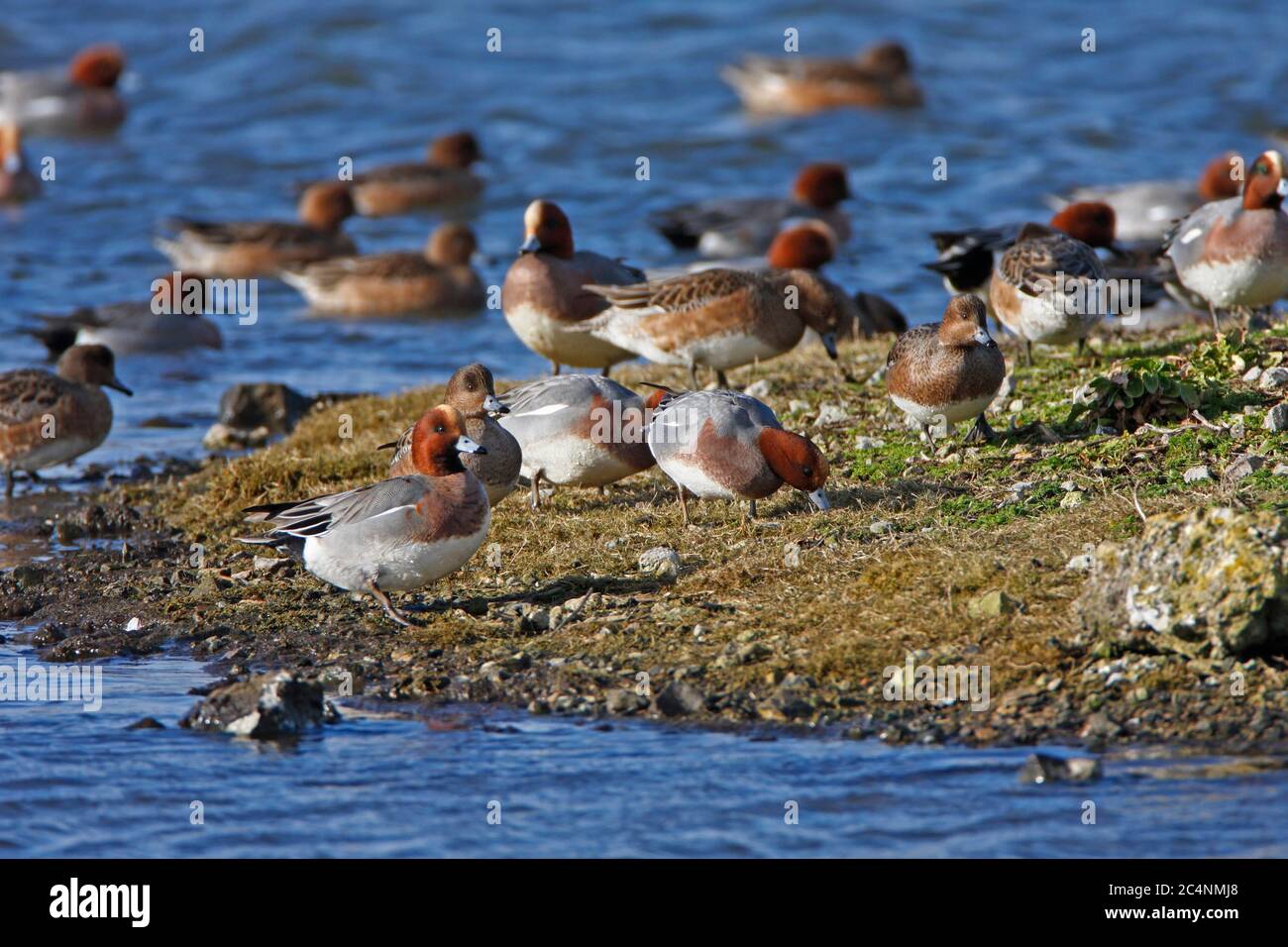 WIGEON, UK. Stock Photo