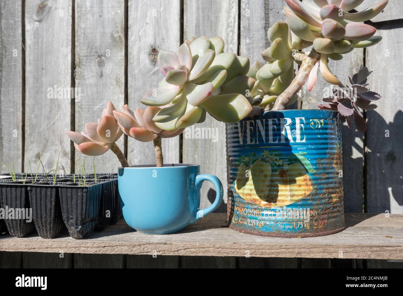 A creative upcycled reuse of an old coffee cup converted into a garden