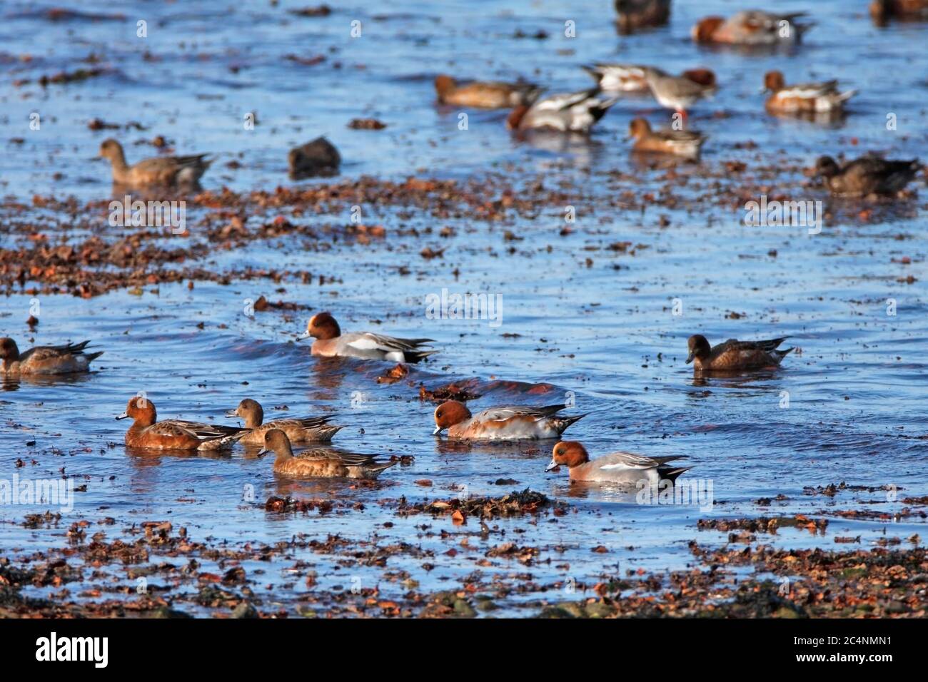 WIGEON (Mareca penelope, formerly Anas penelope) feeding at the edge of the sea, Scotland, UK. Stock Photo