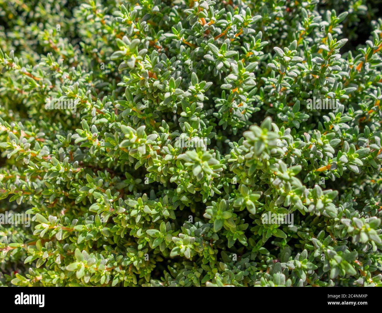 Green ground cover small leaves hi-res stock photography and images - Alamy