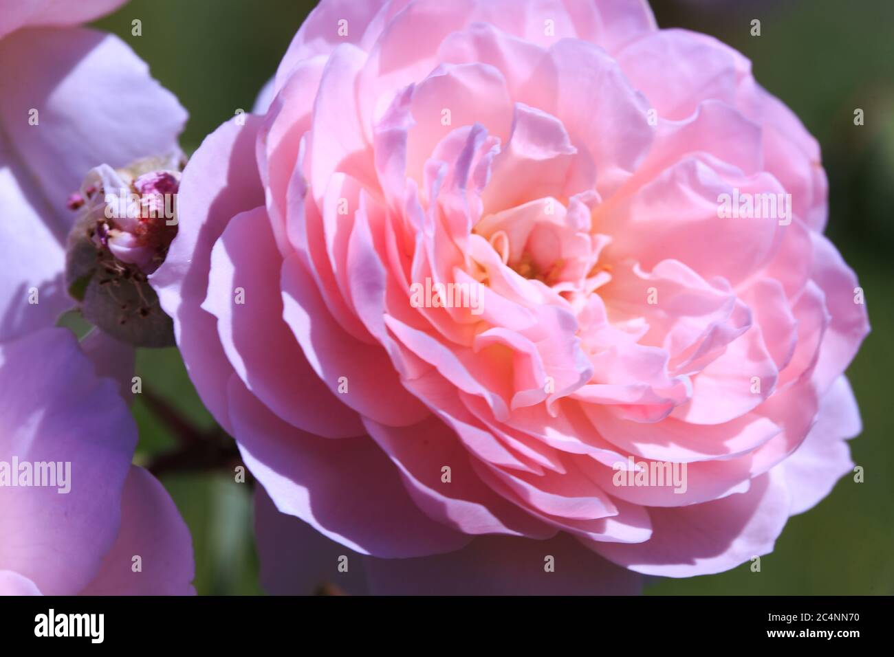 Roses. Delicate background with blooming rose flowers. Rose garden ...