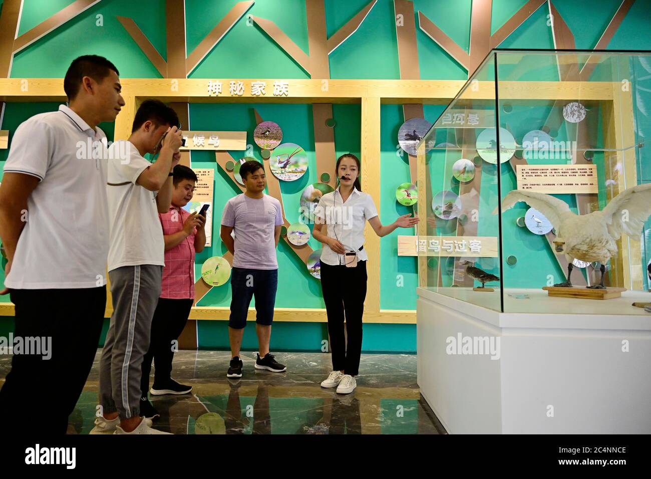 (200628) -- NANCHANG, June 28, 2020 (Xinhua) -- Tourists are briefed on migratory birds in the Poyang Lake wetlands at a museum in the Poyang Lake scenic area in Yugan County, east China's Jiangxi Province, June 16, 2020. China began a 10-year fishing moratorium from the beginning of this year in 332 conservation areas in the Yangtze River basin, which will be expanded to all the natural waterways of the country's longest river and its major tributaries from no later than Jan. 1, 2021. This comes after decades of human activities such as water pollution, overfishing, sand excavation and quarr Stock Photo