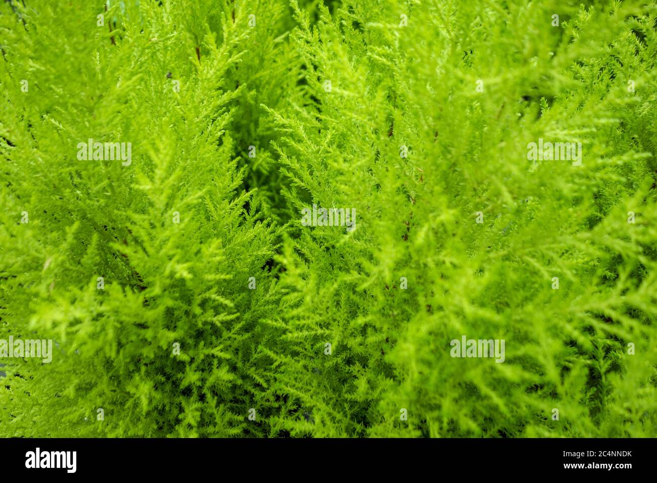 Close up shot dense vegetation hi-res stock photography and images - Alamy