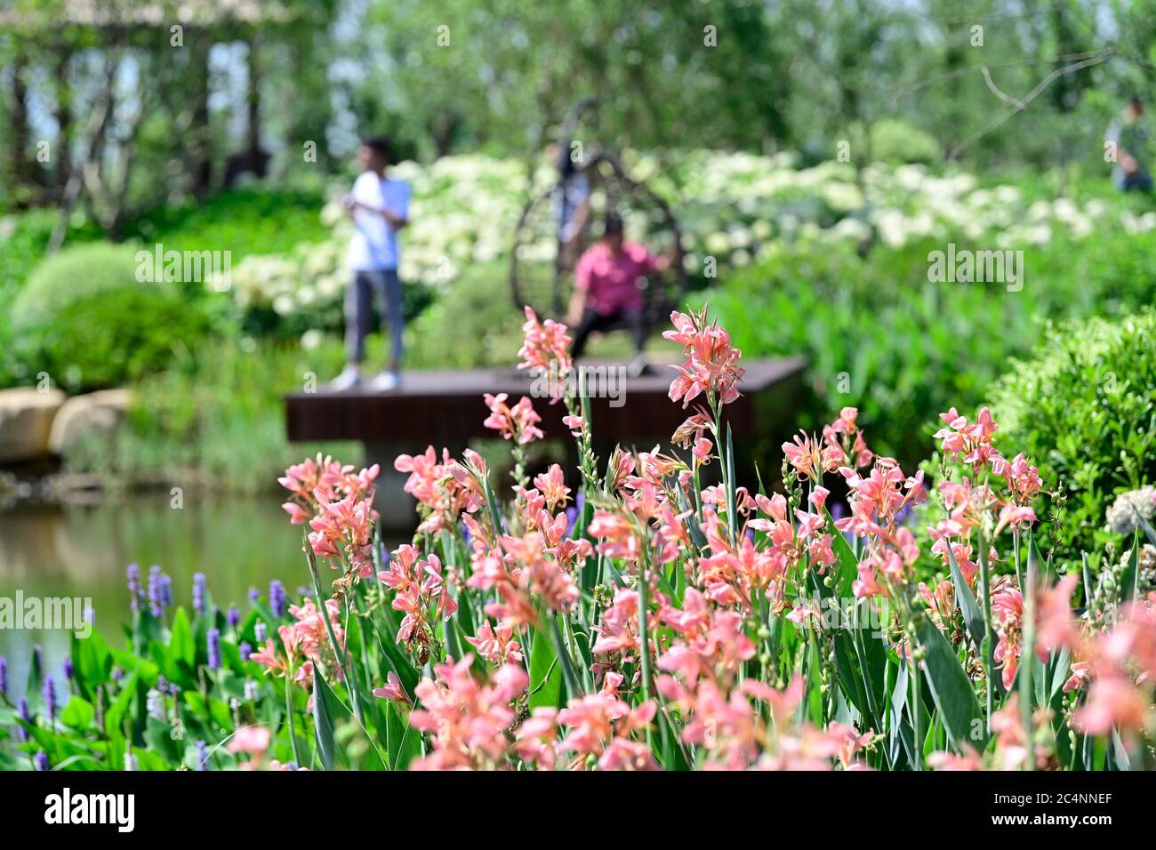(200628) -- NANCHANG, June 28, 2020 (Xinhua) -- Tourists visit Zhu Yicai's farmhouse in the Poyang Lake scenic area in Yugan County, east China's Jiangxi Province, June 16, 2020. Zhu Yicai gave up his fishing business in 2012 due to the worsening aquatic environment in the Poyang Lake. In 2018, Zhu was running a family farm when he noticed that lots of tourists came to the lake to watch migratory birds. Zhu then captured the business opportunity and opened a 1,800-square-meter farmhouse, which can accommodate more than 200 people dining at the same time. China began a 10-year fishing moratoriu Stock Photo