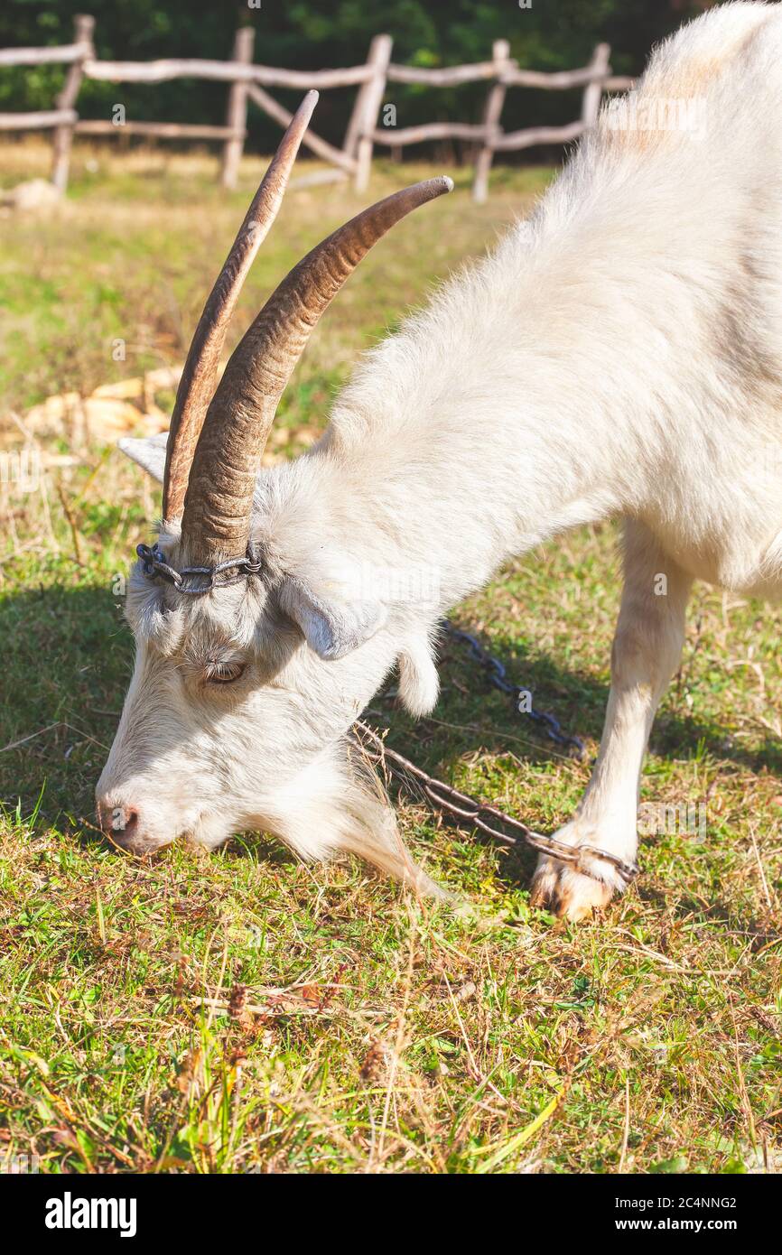 Female Goat Horns Breed Genetics More - kh35a86