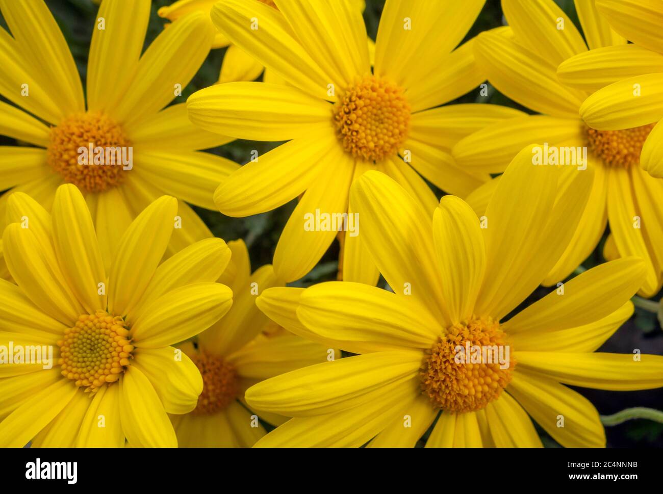 closeup shot of some bright yellow chrysanthemum flowers Stock Photo