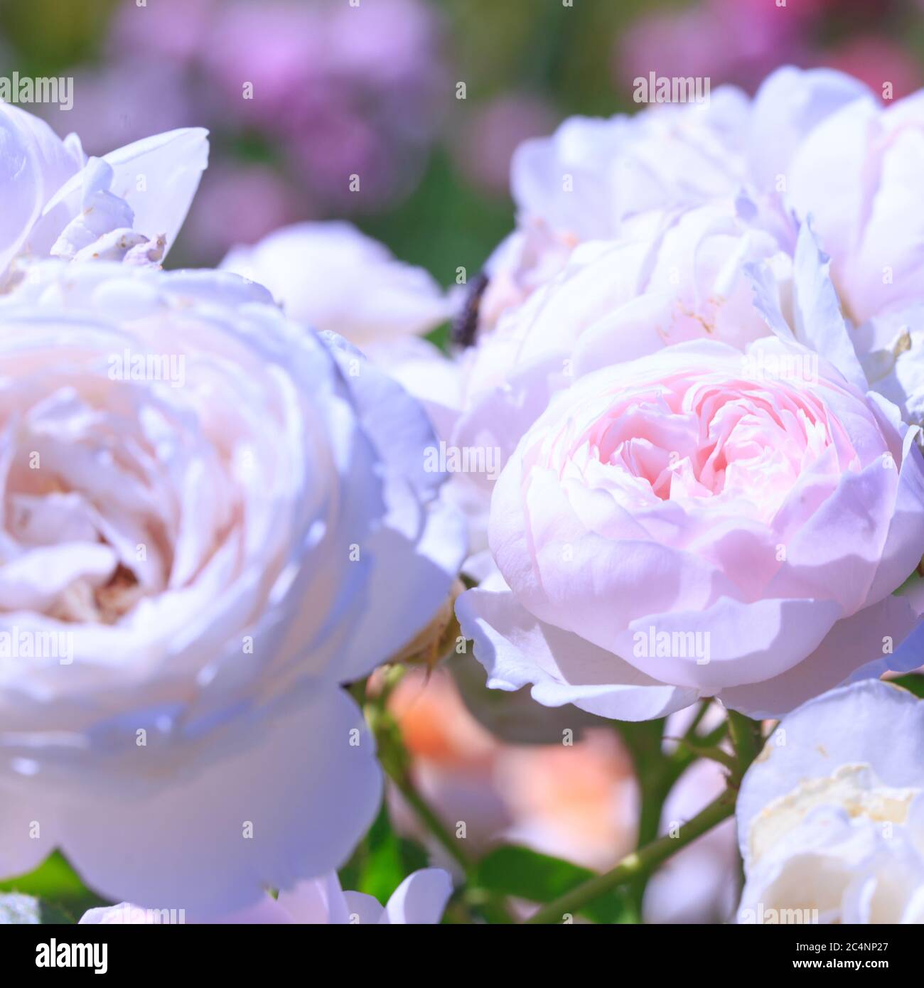 Roses. Delicate background with blooming rose flowers. Rose garden ...