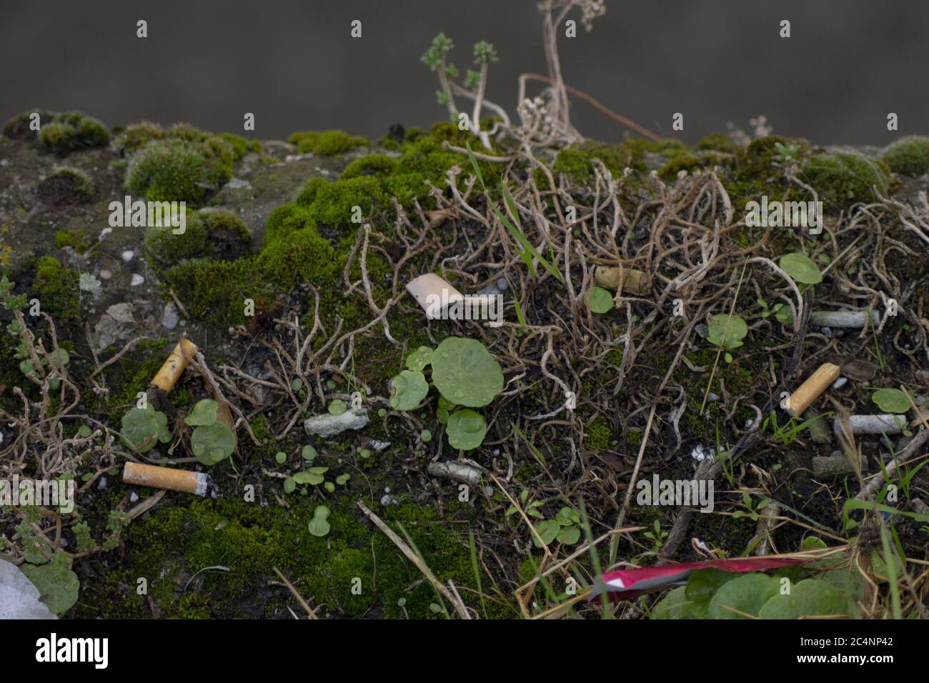 Closeup of cigarette butts on the ground in the middle of plants ...