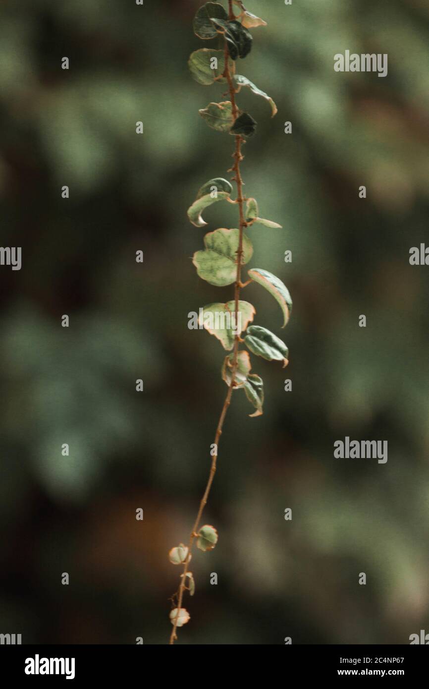 Vertical selective focus shot of a thin branch of a tree with leaves on ...