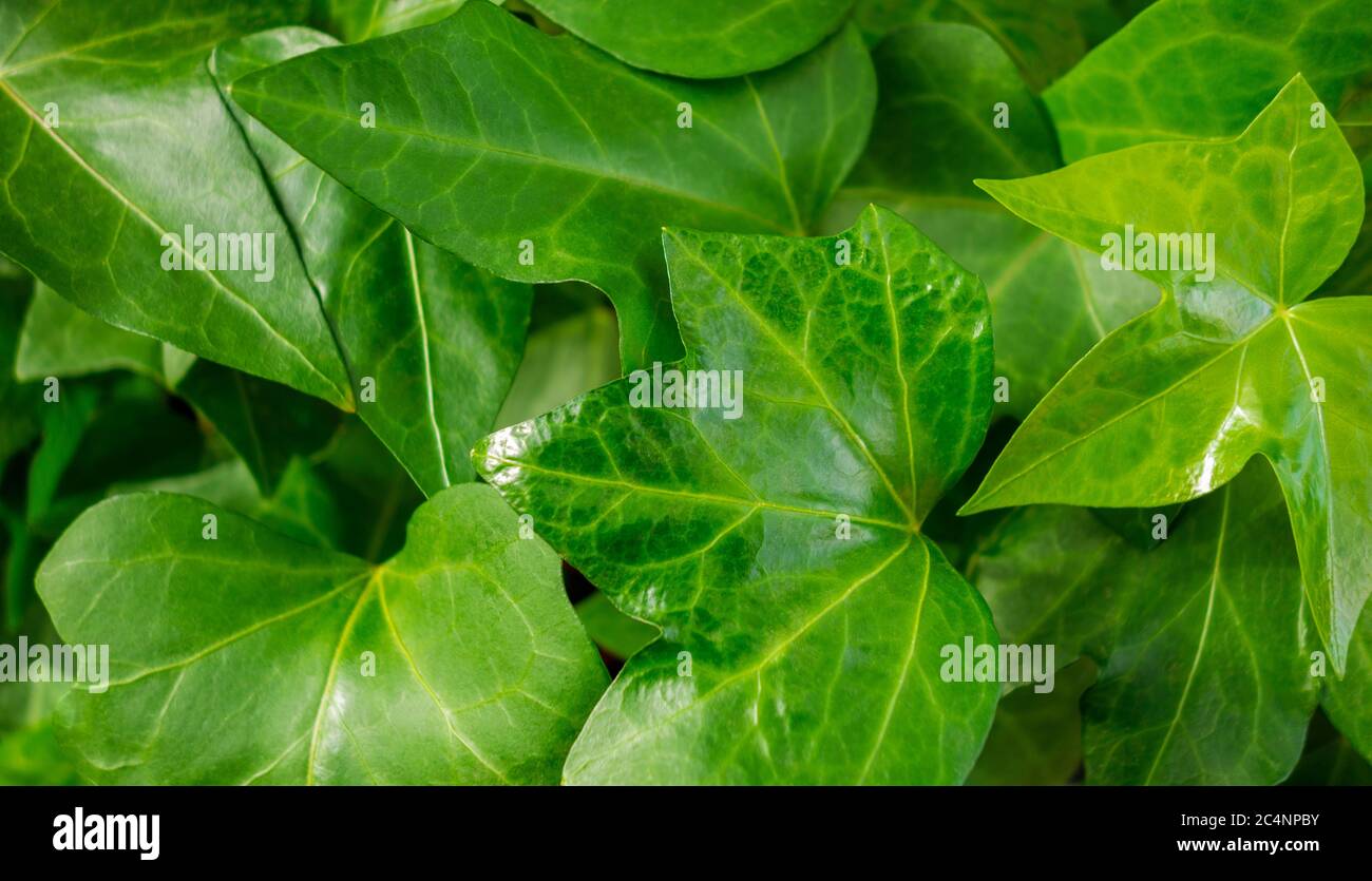 full frame sunny illuminated ivy leaves closeup Stock Photo