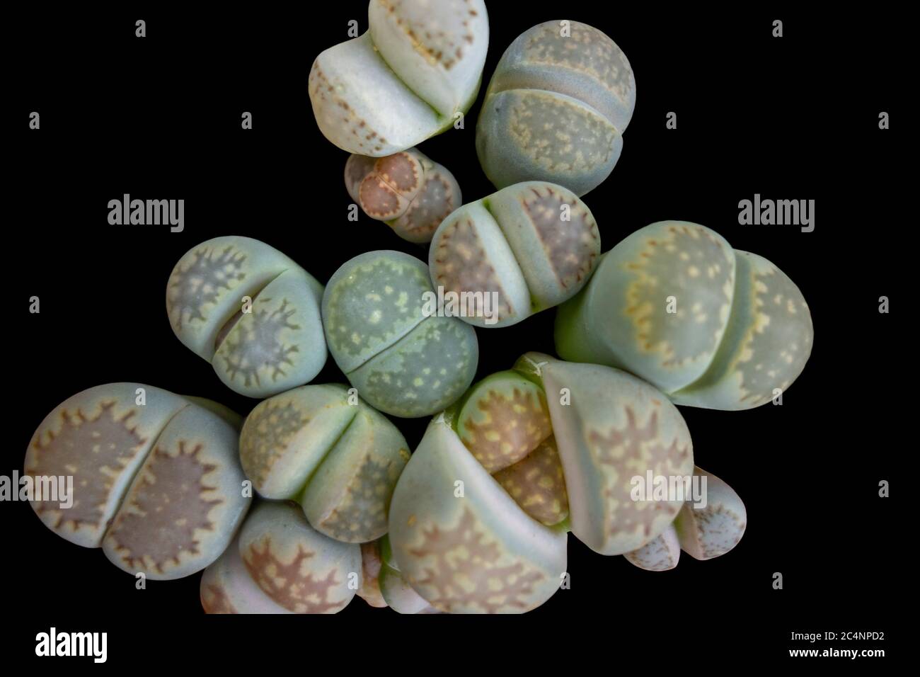 some pebble plants in black back seen from above Stock Photo