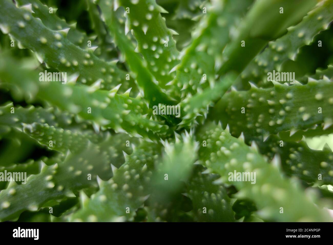 full frame macro shot of a Aloe humilis plant Stock Photo