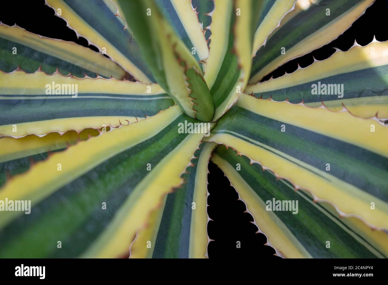 Agave plant closeup in black back Stock Photo