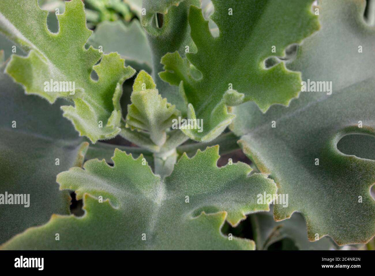 Detail of a kalanchoe beharensis hires stock photography and images