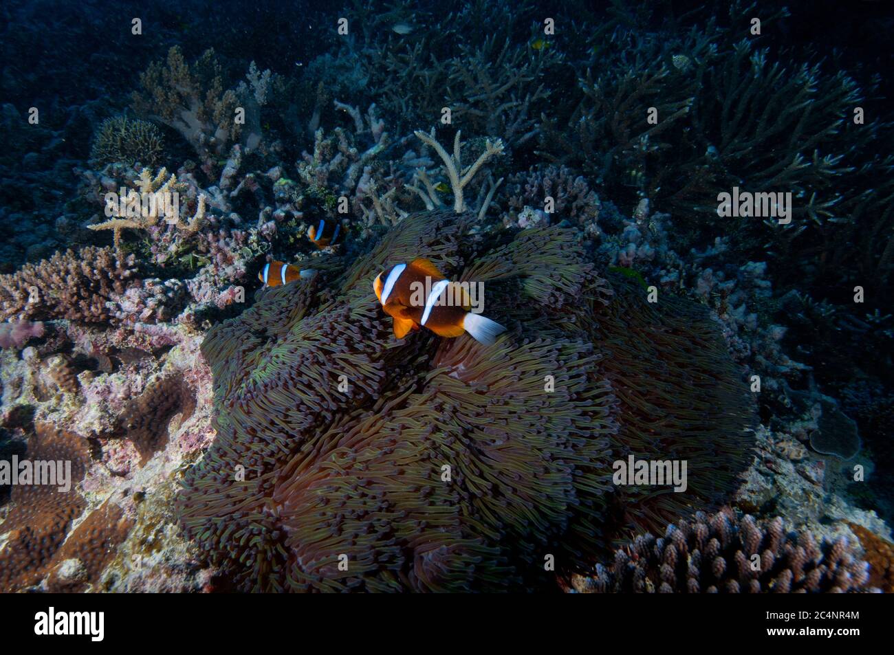 Orange-finned anemonefish, Amphiprion chrysopterus, on a  MertenÕs sea anemone, Stichodactyla mertensii, Heron Island, Great Barrier Reef, Australia Stock Photo
