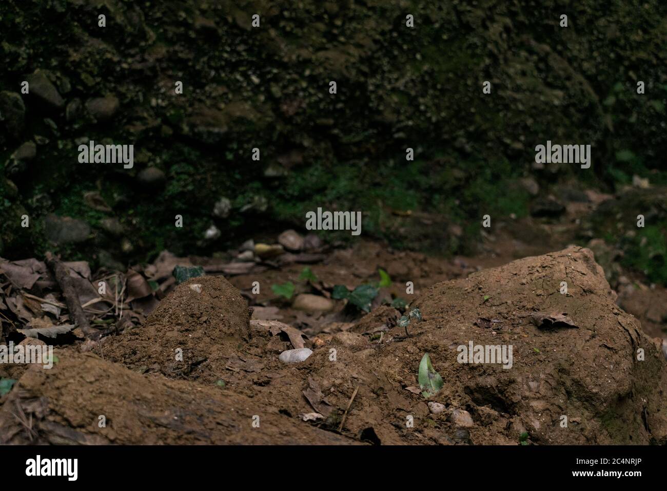 Dirt floor with moss and leaves. Stock Photo