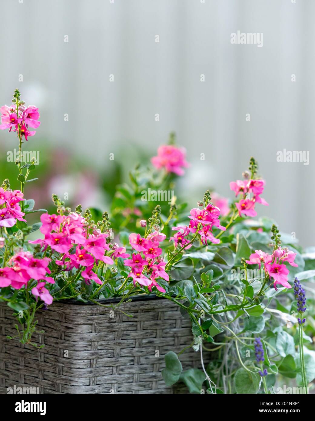 Vertical shot of pink diascia flowers in a basket Stock Photo