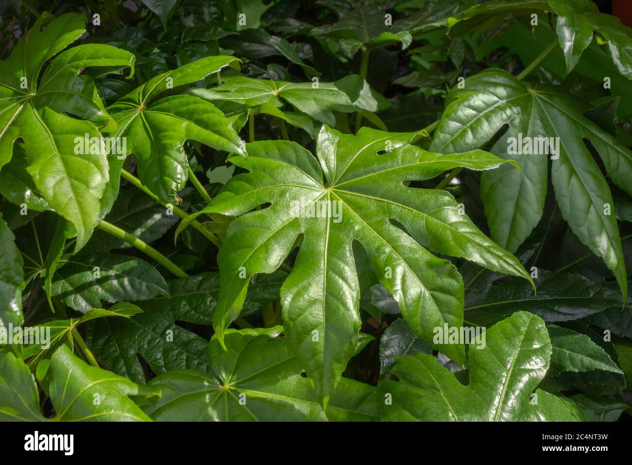 full frame paperplant leaves background Stock Photo