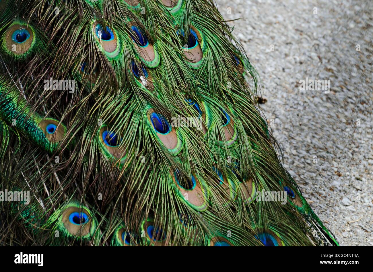 Colored plumage of male Indian peacock feathers, suitable for background, Sofia, Bulgaria Stock Photo