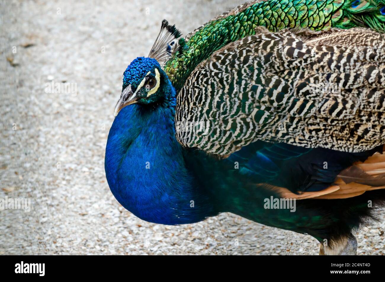 Male indian peacock hi-res stock photography and images - Alamy