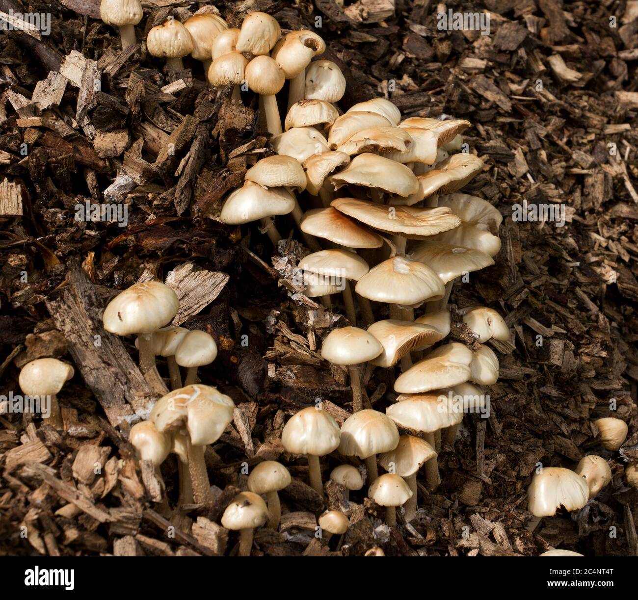 Honey Fungus is one of the most feared virulent parasites and responsible for the death of many trees and shrubs. Often found in dense clusters Stock Photo