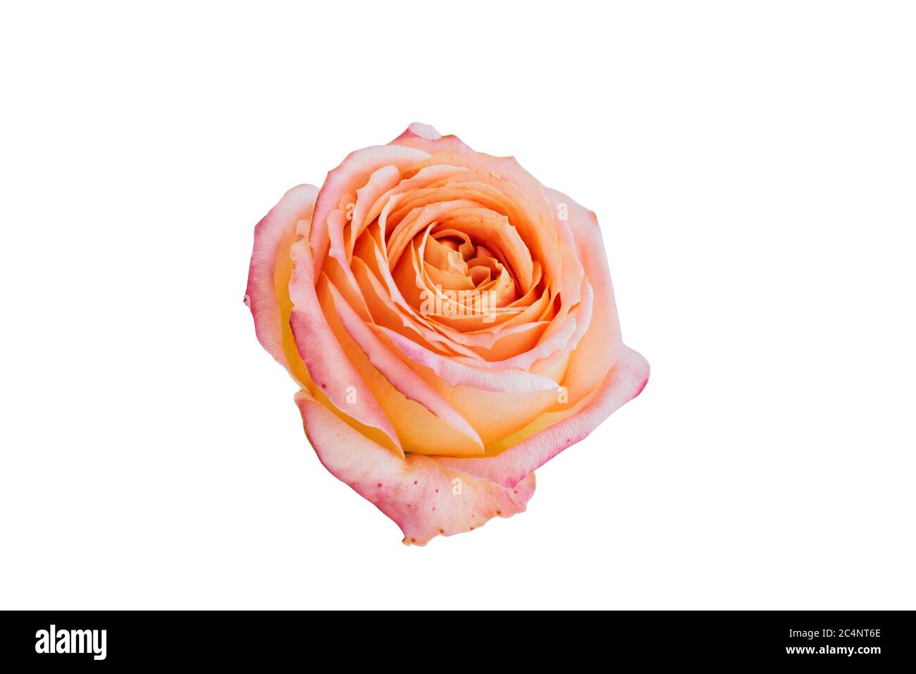 Orange rose isolated on white hi-res stock photography and images - Alamy