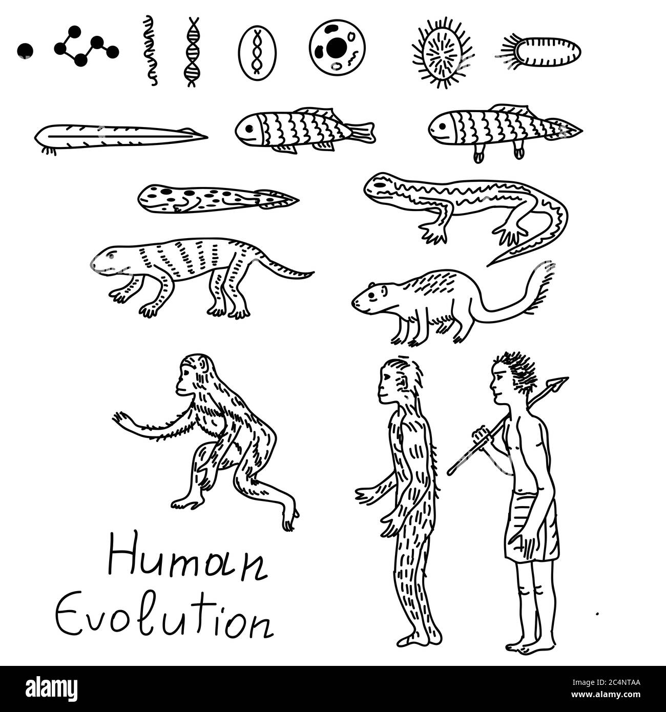 Evolution from atom to human illustration Stock Vector