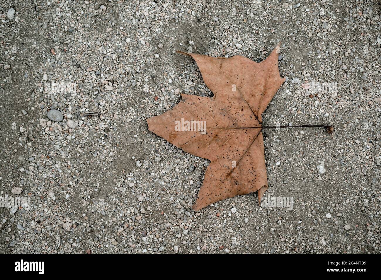 Closeup shot of a fallen brown leaf on the ground in small stones Stock ...