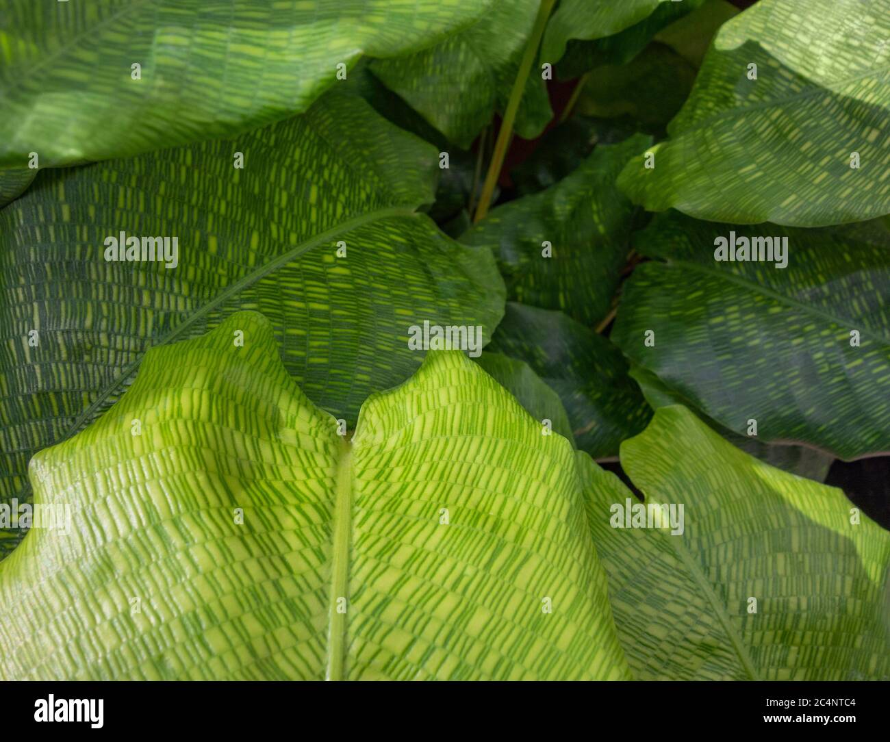 closeup shot showing some green Maranta plant leaves Stock Photo