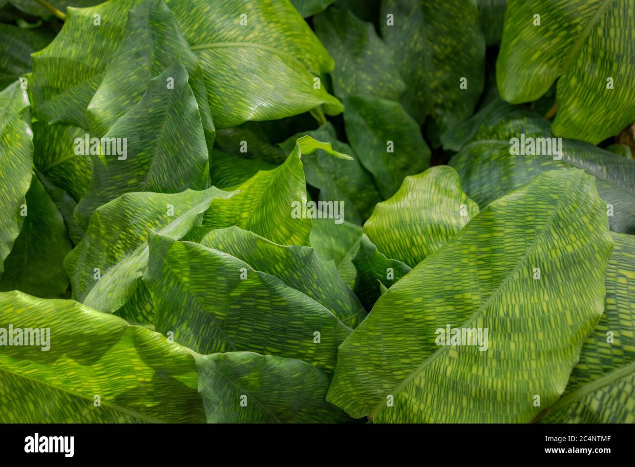 closeup shot showing some green Maranta plant leaves Stock Photo