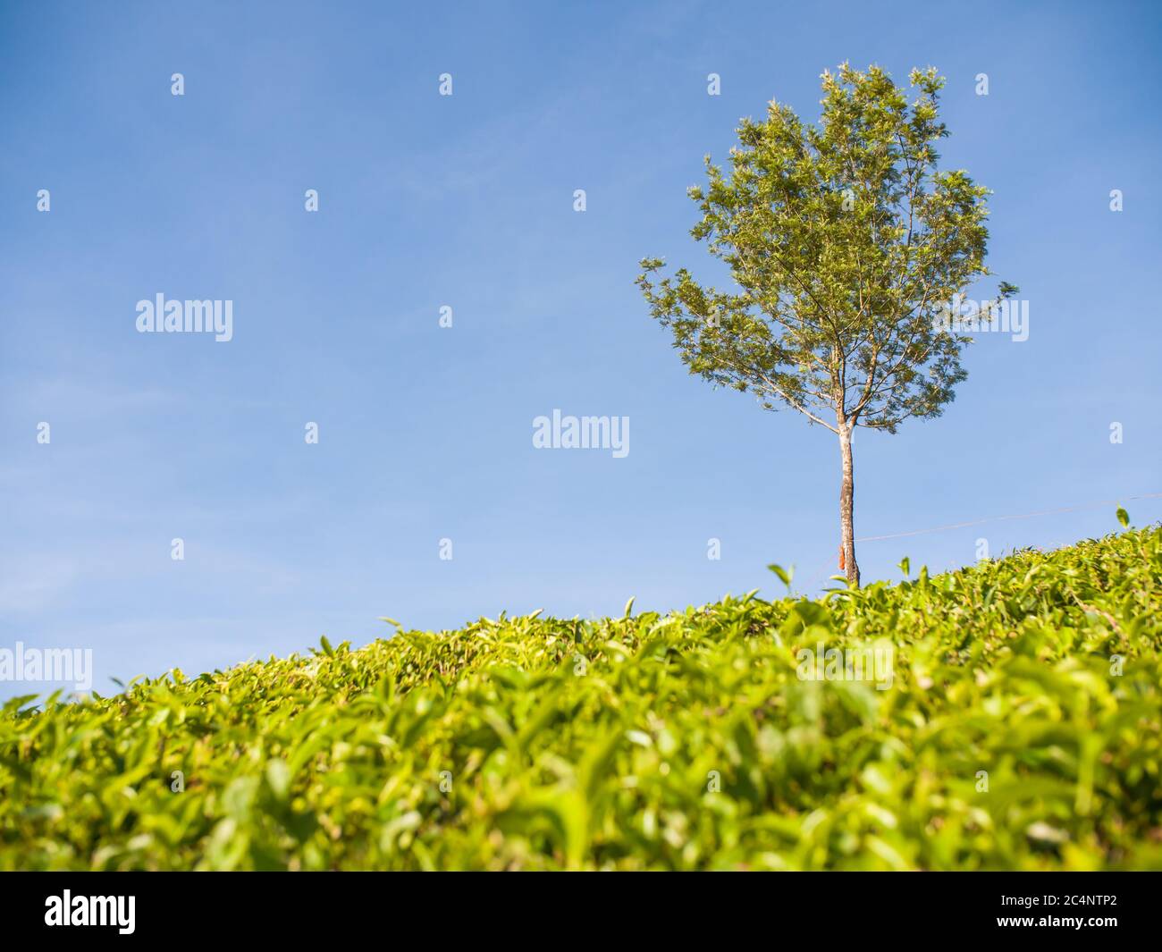 Tree on tea plantation near the city of Munar. India. Stock Photo