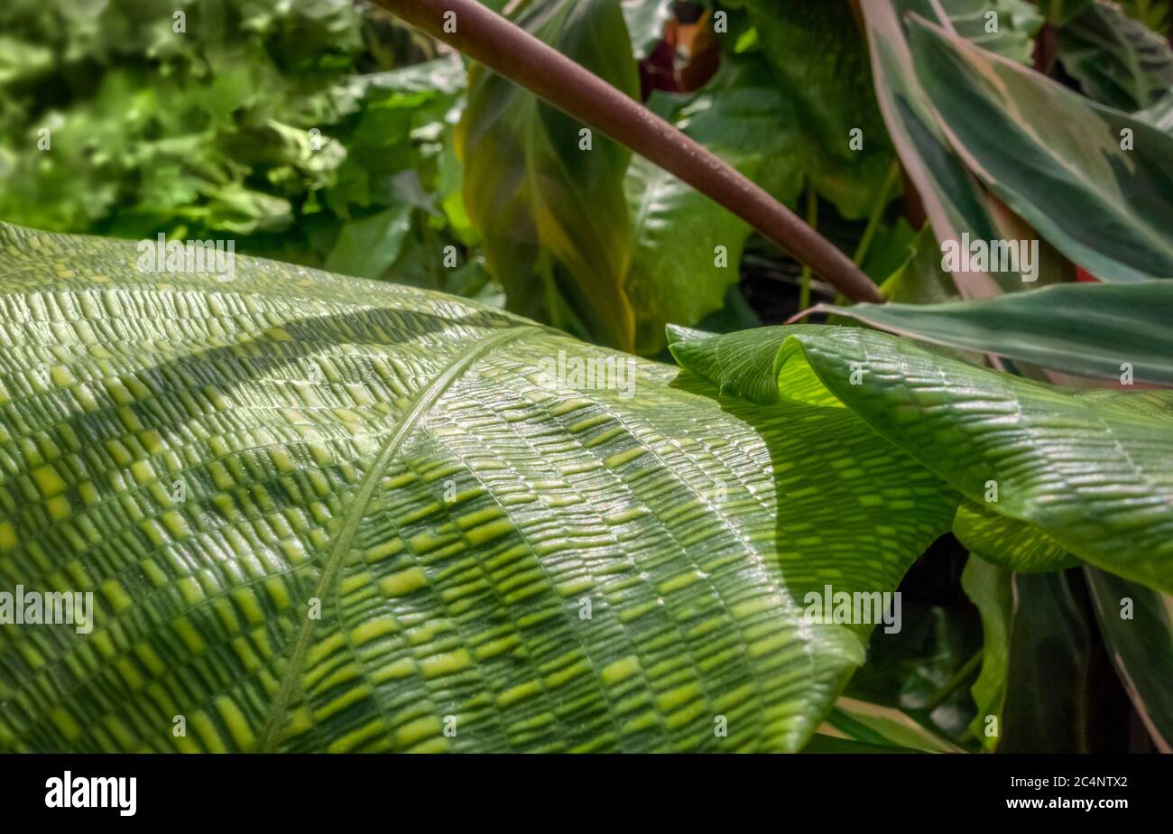 closeup shot showing some green Maranta plant leaves Stock Photo