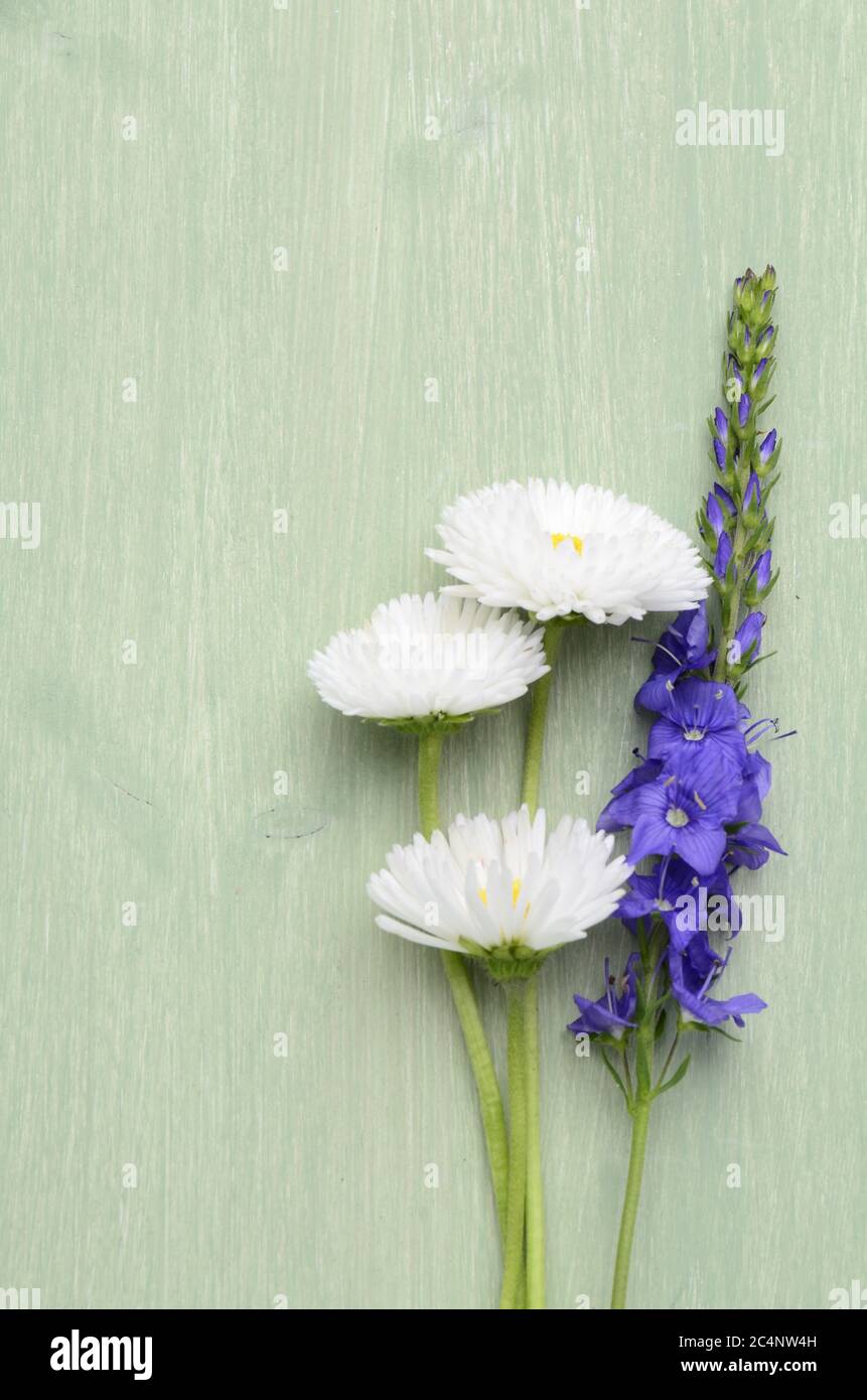 Beautiful white daisies and blue honorary award on wooden table. Stock Photo
